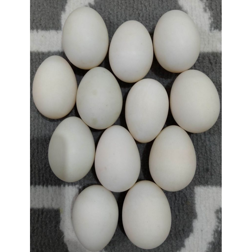 Telur Mentok/Entok
