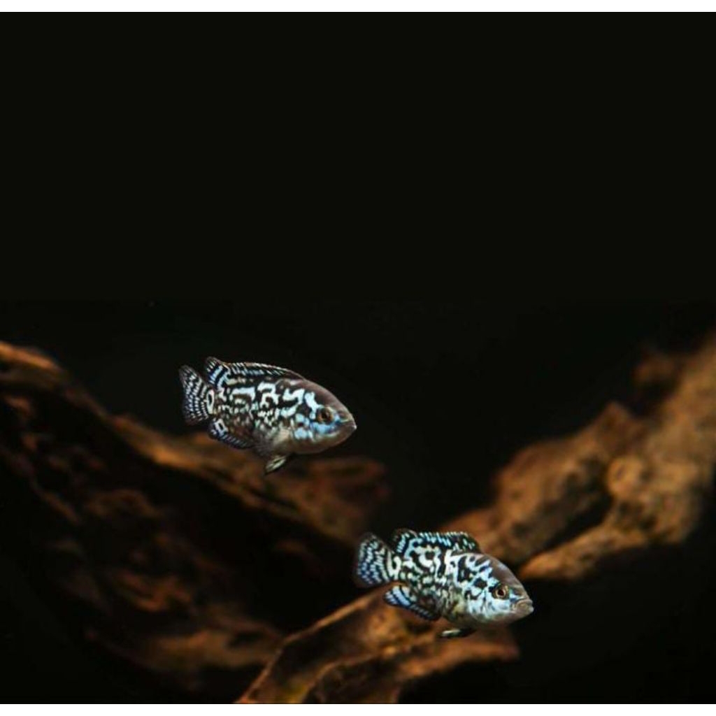 Ikan Ebjd ( electric blue jack dempsey ) Size 3 cm