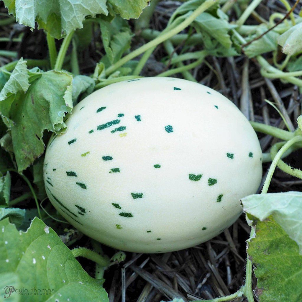 BIJI BENIH MELON DALMATIAN SUPER MANIS 7 BUTIR