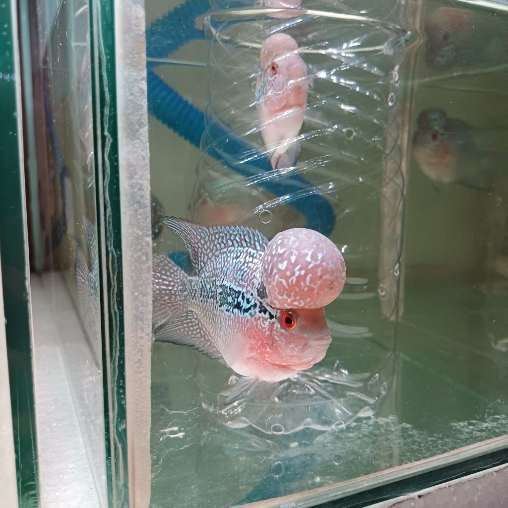 hiasan aquarium louhan srd jenong super bom head