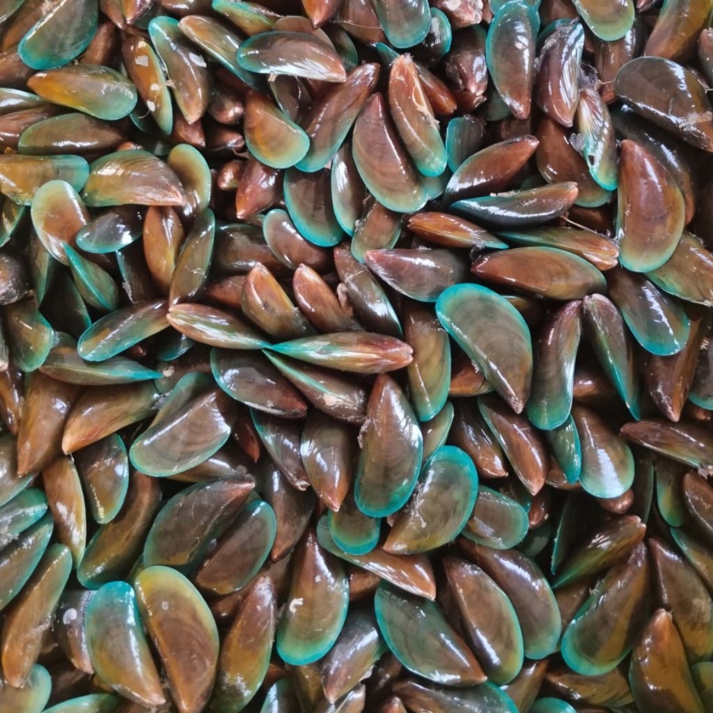 Kerang Hijau Besar Segar - Kerang Hijau Premium - Kerang Hijau Kulit - Seafood Segar