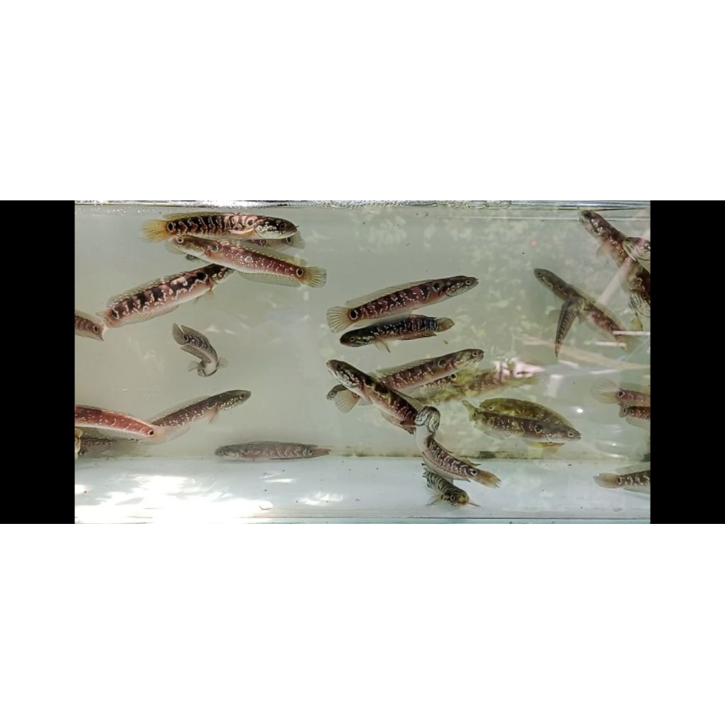 channa asiatica ws 12-13cm