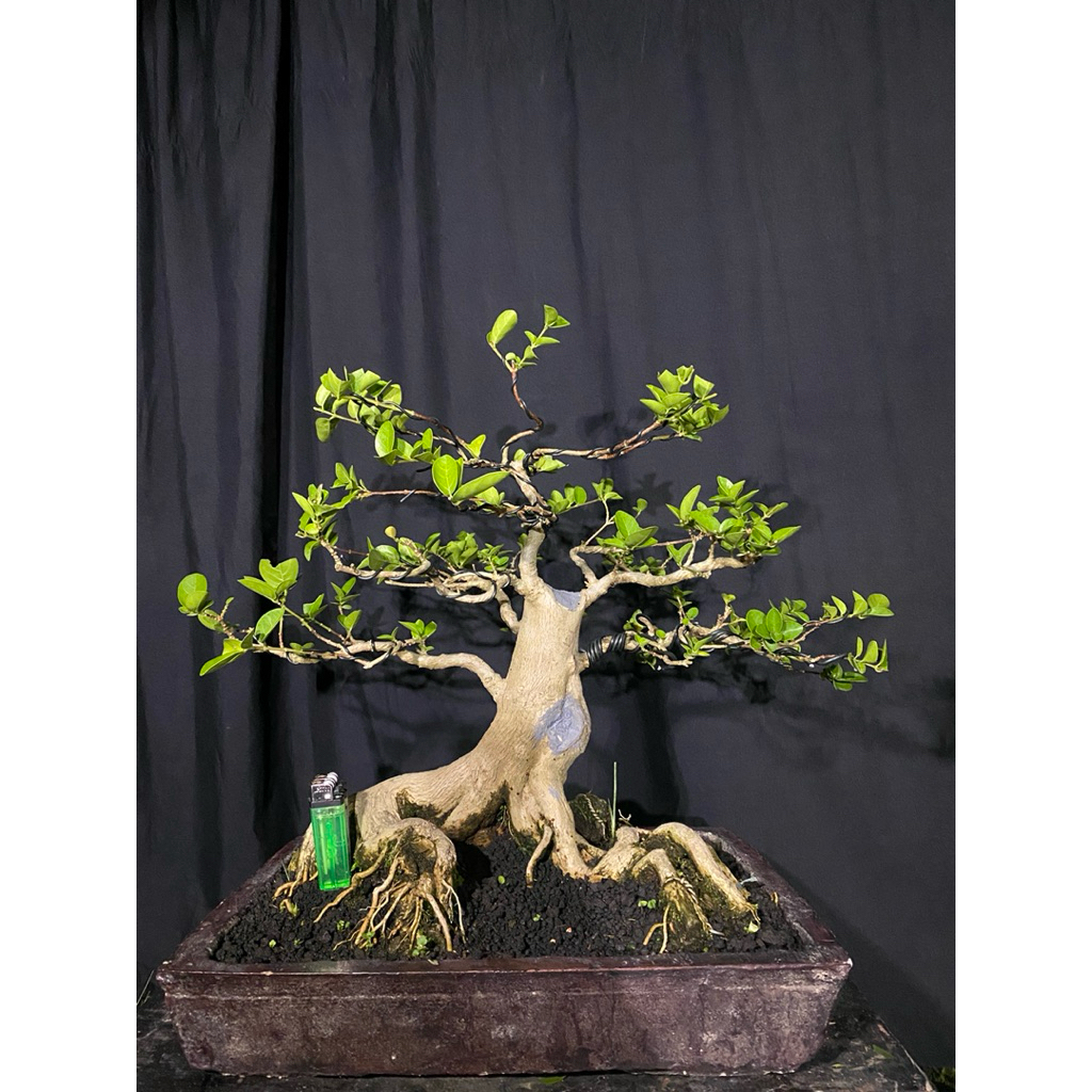 Bonsai Sancang Prokar / Bonsai Prospek Sancang