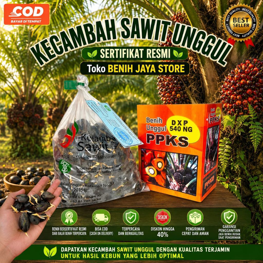 Kecambah Sawit YANGAMBI unggul resmi ORIGINAL bersertifikat