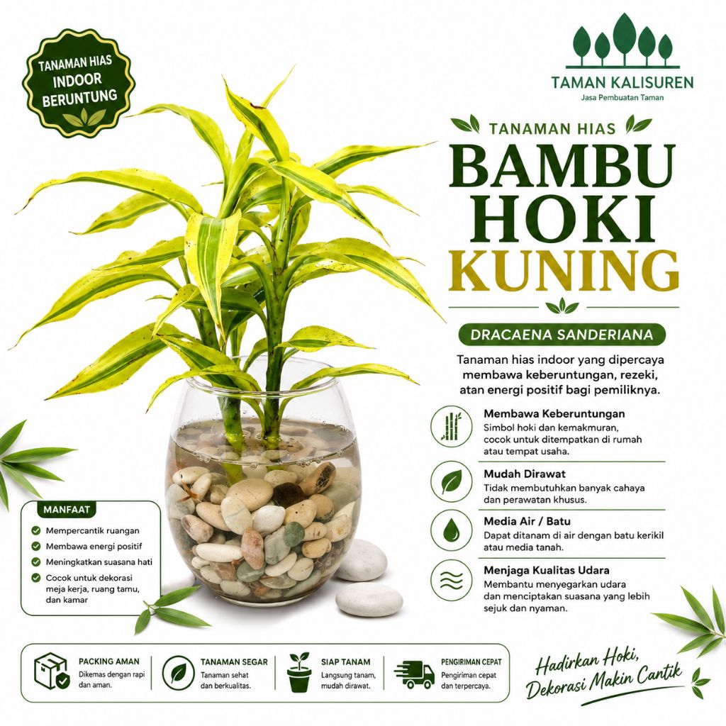 Paket Lengkap Bambu Hoki Golden kuning Asli Hidup Vasquarium Mini Hiasan Cantik & UnikCocok untuk Hi