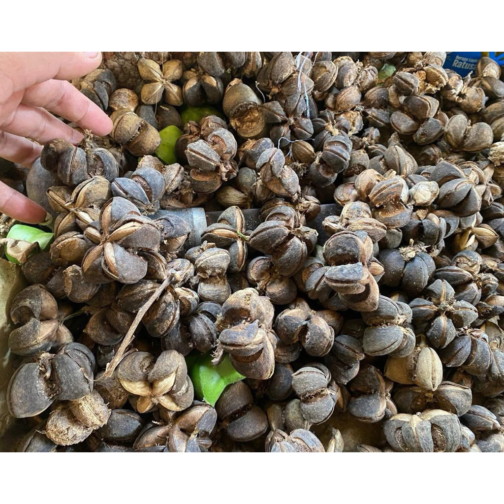Inchakey 1kg ,500gr kacang /Biji Bintang Utuh Sacha Inchi Kacang Utuh Sacha Inchi | Superfood Kaya O