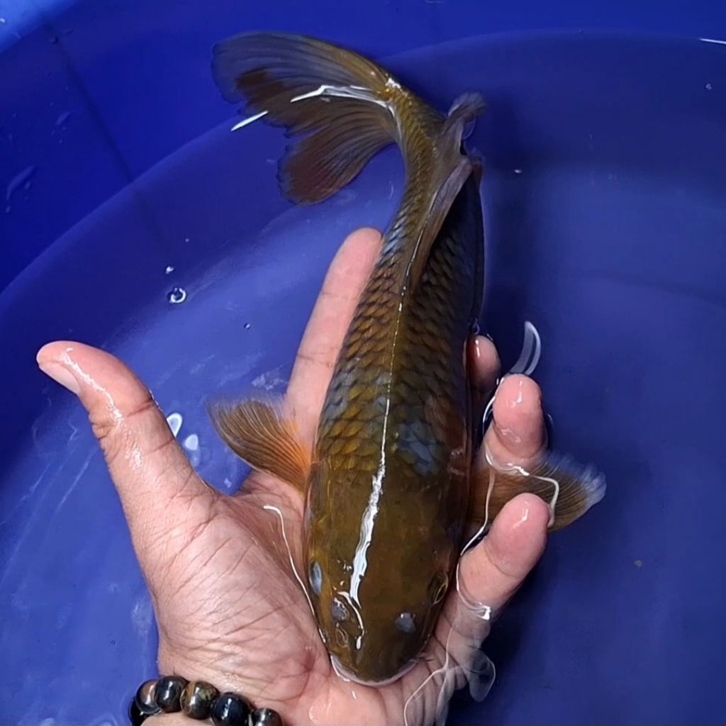 Ikan Koi Blitar Jenis Kumpay Slayer / Rumah Koi Jakarta / kode 005