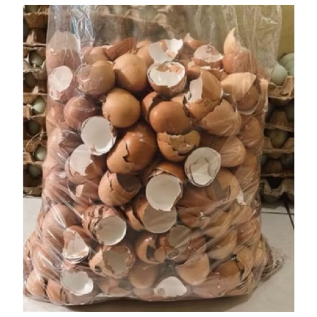 cangkang telur ayam 1 kg