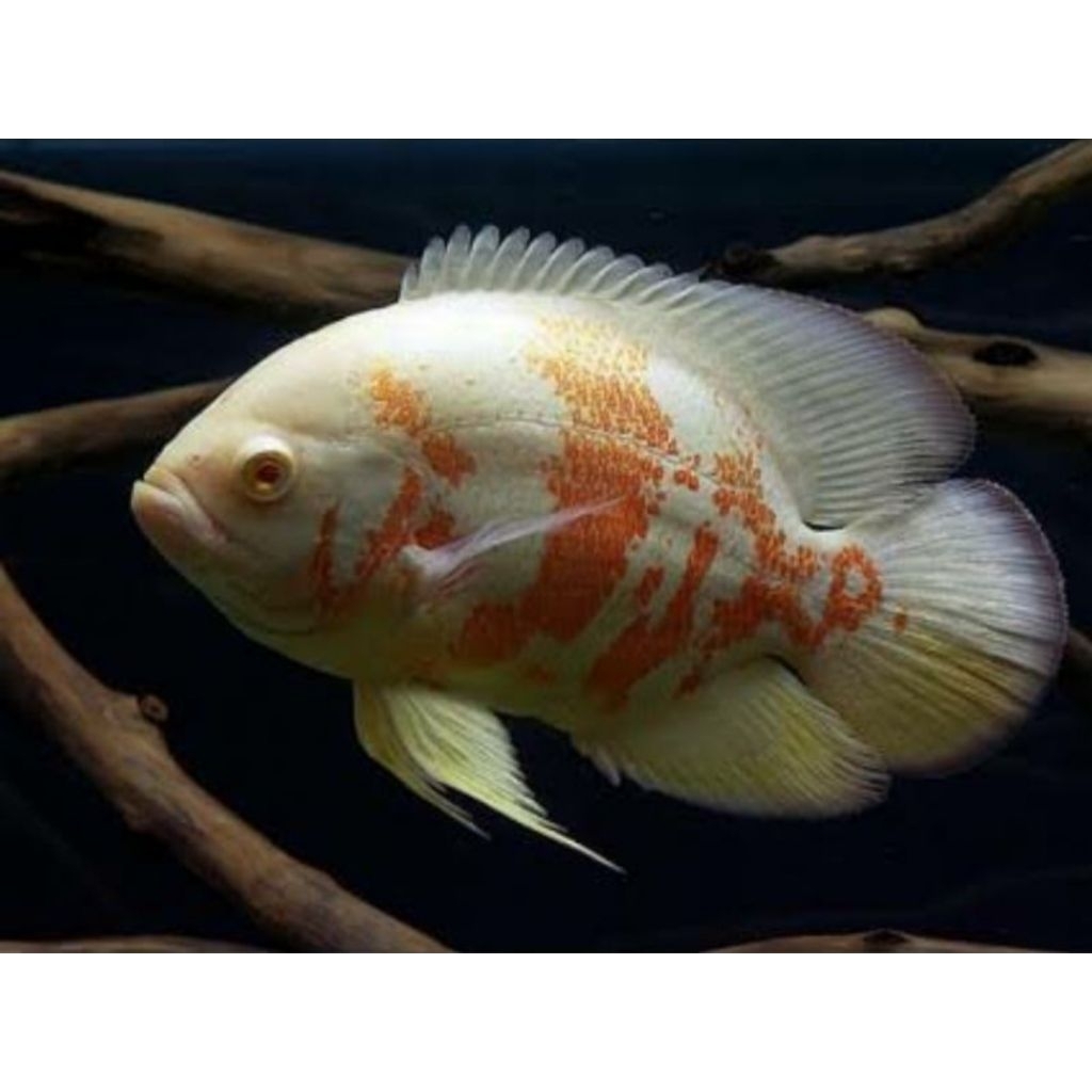 Ikan hias oscar albino