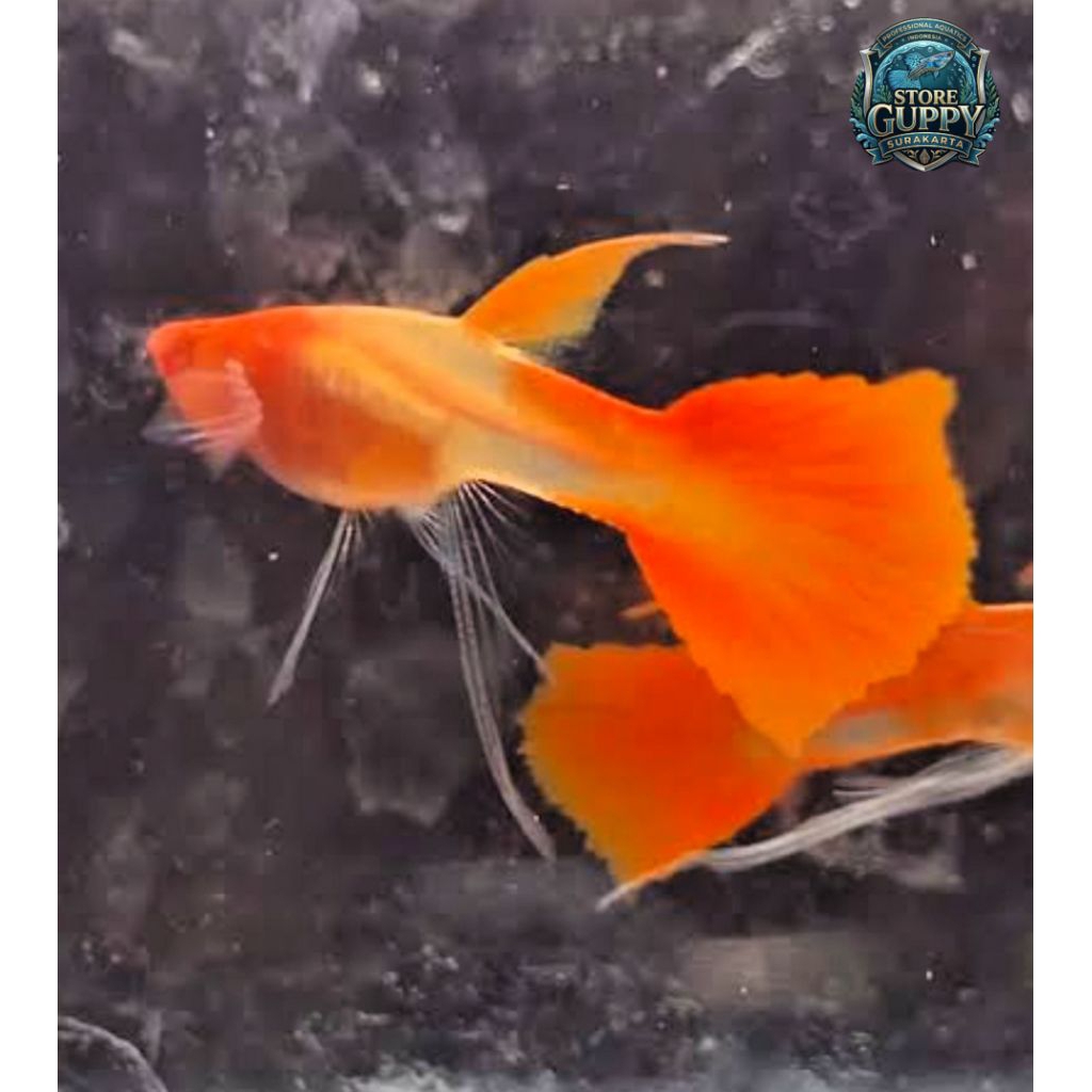 Albino Koi Glasbelly Ribbon [Grade ++A]