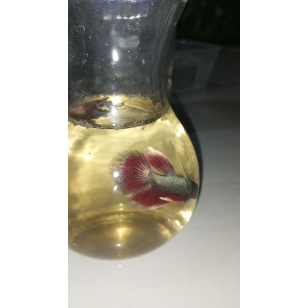 ikan cupang jenis halfmoon slayer