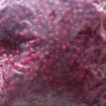 Buah IQF Cranberry / Cranberry Beku Import