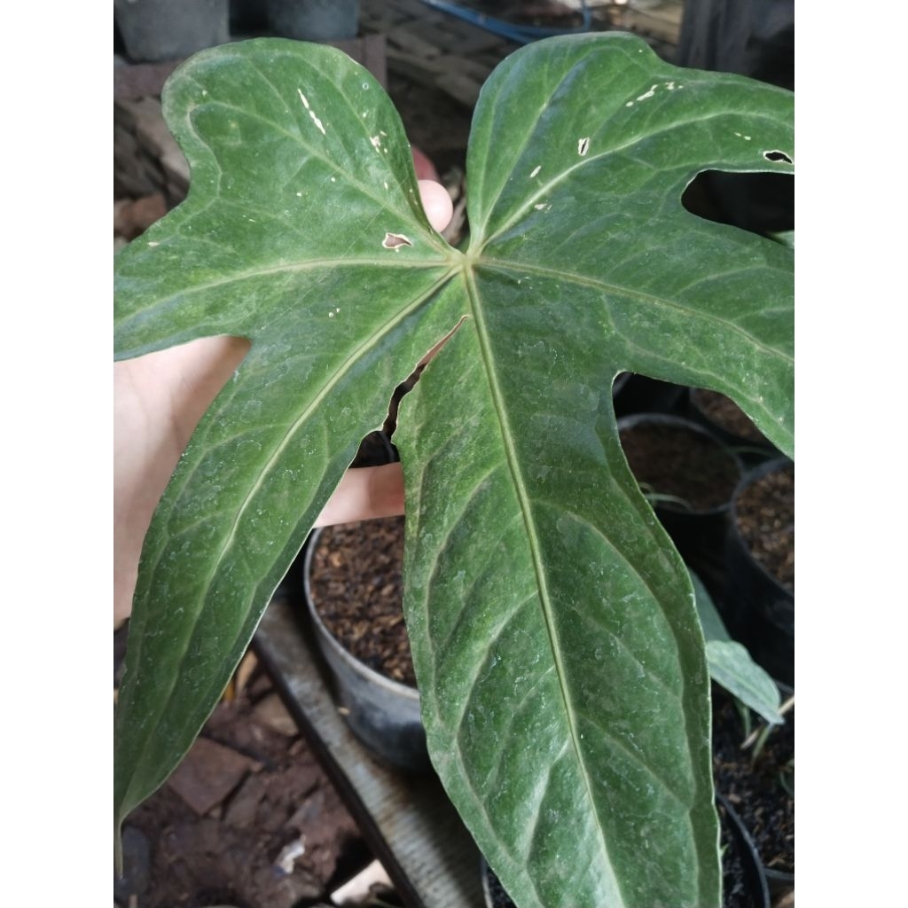 anthurium jari varigata daun besar