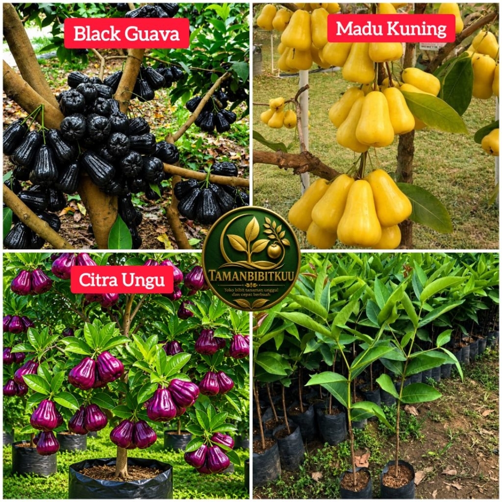 Promo Isi 3 Bibit Jambu Air Sultan ( Jambu air Black Guava Hitam, Jambu Air Citra Ungu, Jambu Air Ma
