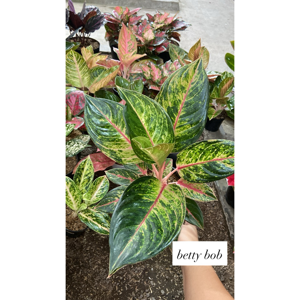 AGLAONEMA BETTY BOB