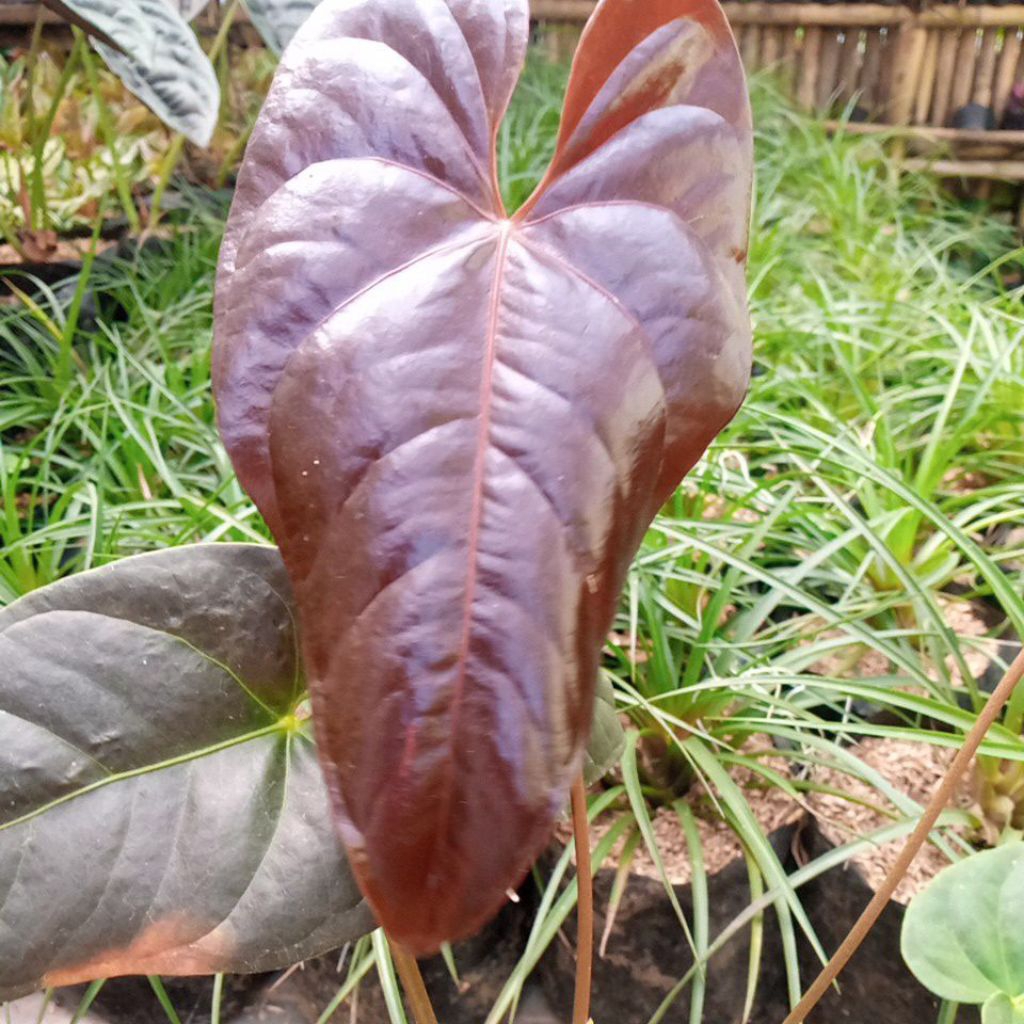 anthurium modeanum/anthurium koleksi