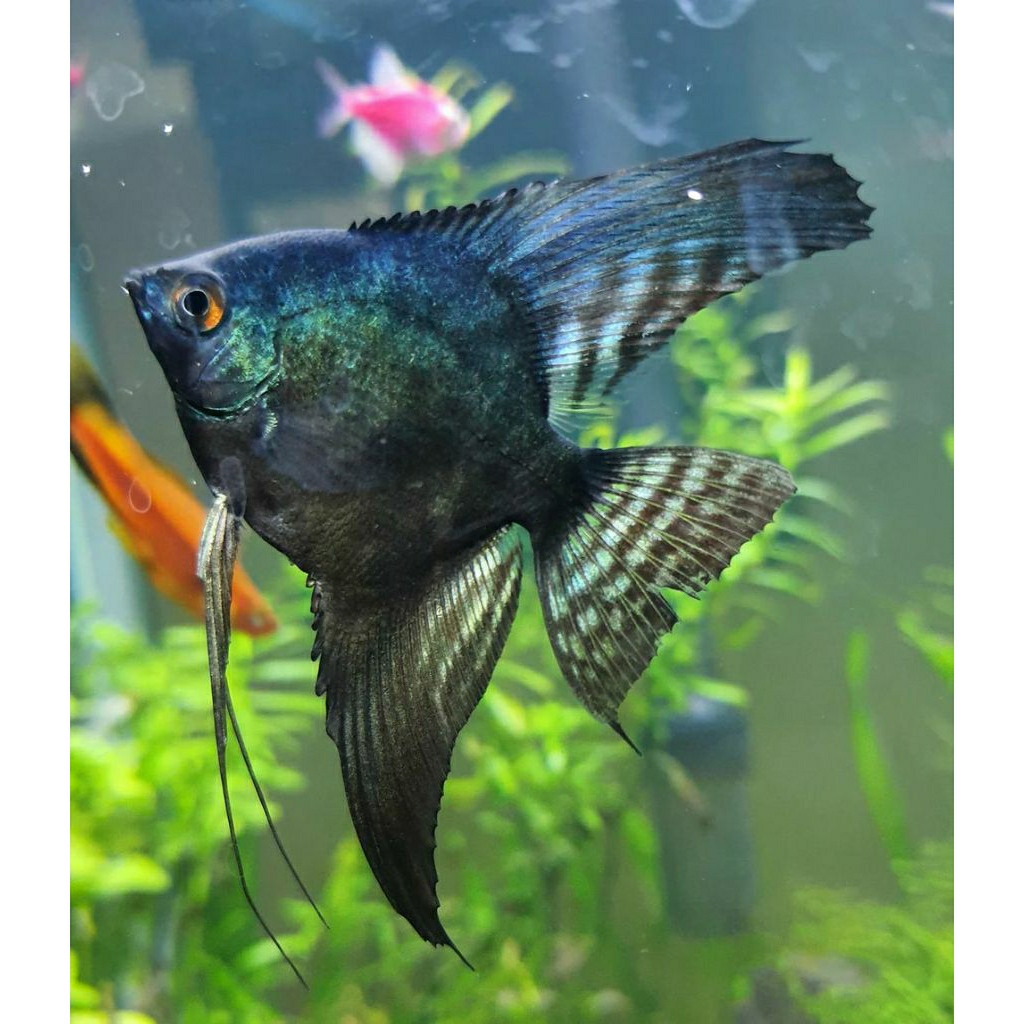Hiasan Aquarium Ikan Hias Manfish Angelfish Green Avatar Anakan 3~4cm