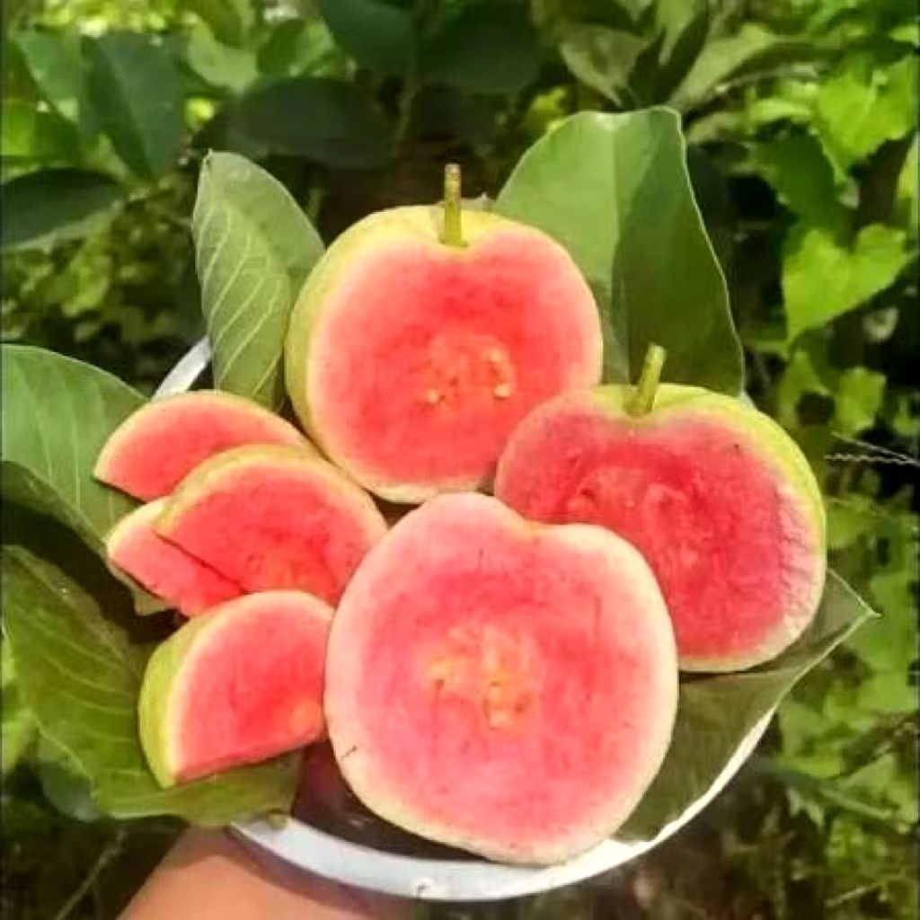 bibit jambu kristal & Jambu kristal  putih & merah kondisi sudah berbuah dan berbunga , cristal mera
