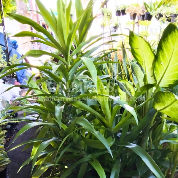 Jual Tanaman Pandan Suji Daun Suji Herbal Pandan Suji Rimbun | Tanamhias.sby