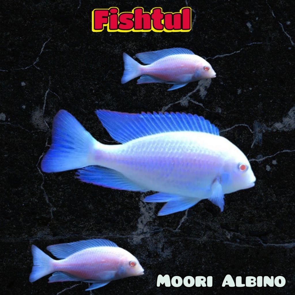 Cichlid Blue Dolphin Albn 9 - 10 cm