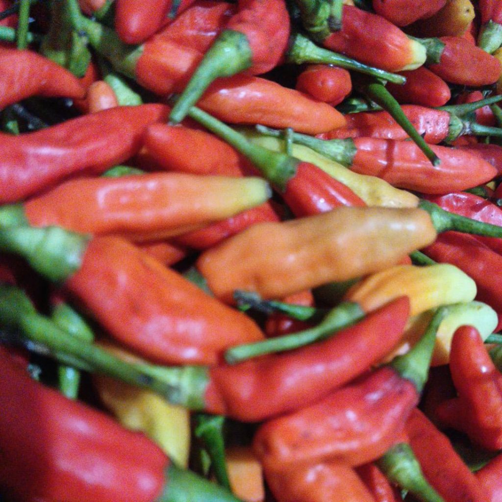 Cabe Rawit Merah ORI (cabe setan)