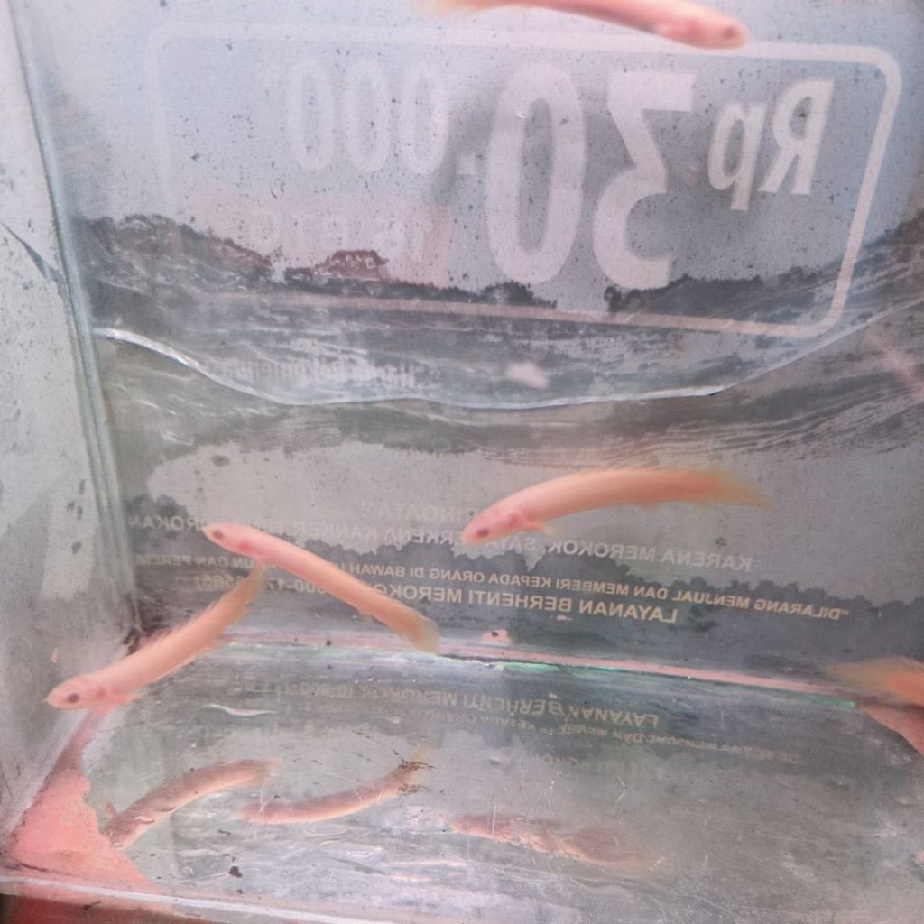 Ikan Palmas,,Palmas Albino,,Palmas
