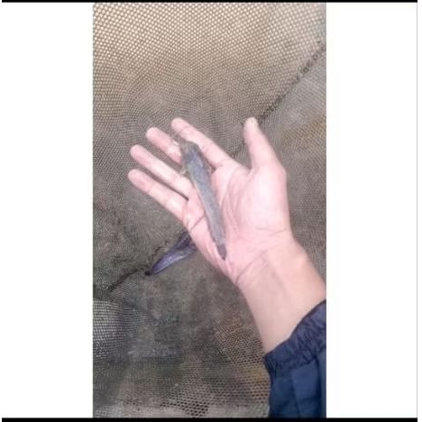 bibit lele ukuran 10-11 cm per 1000 ekor