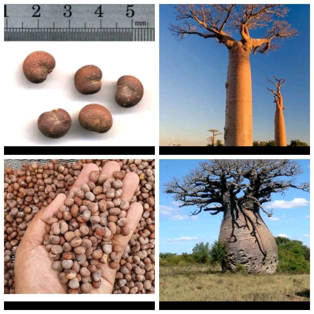 Biji benih pohon Baobab tanaman