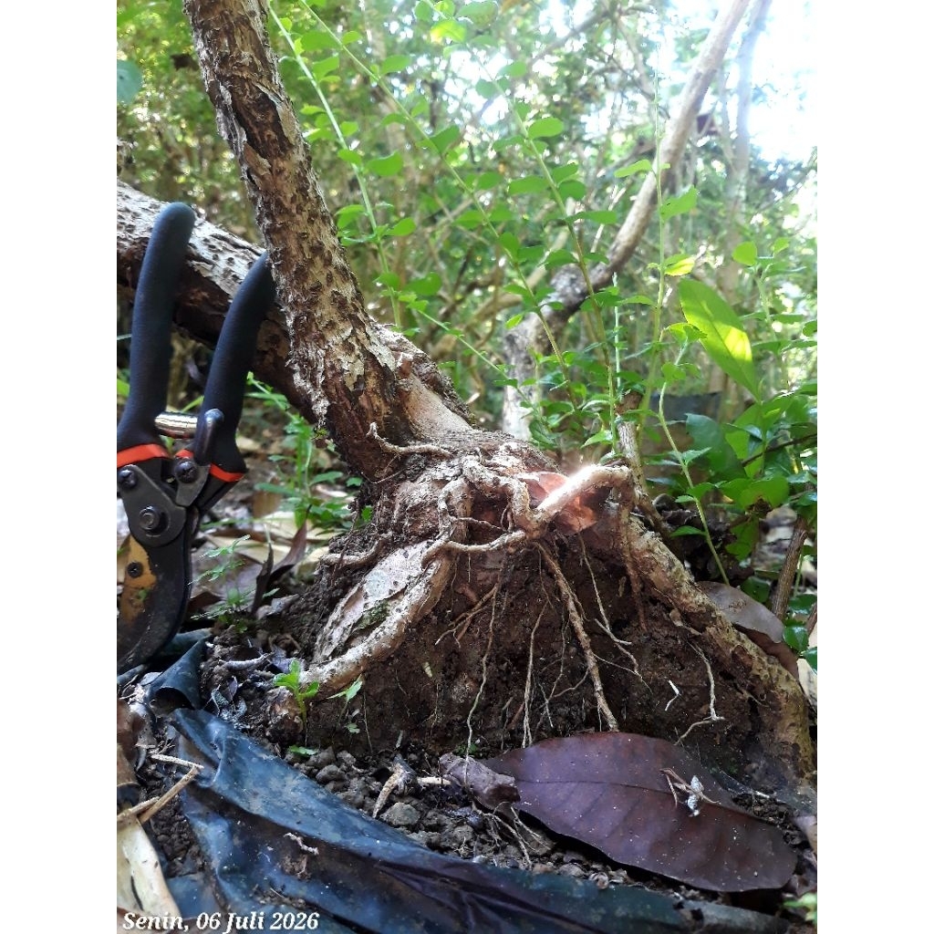 bahan bonsai hokianti bunga dongkelan