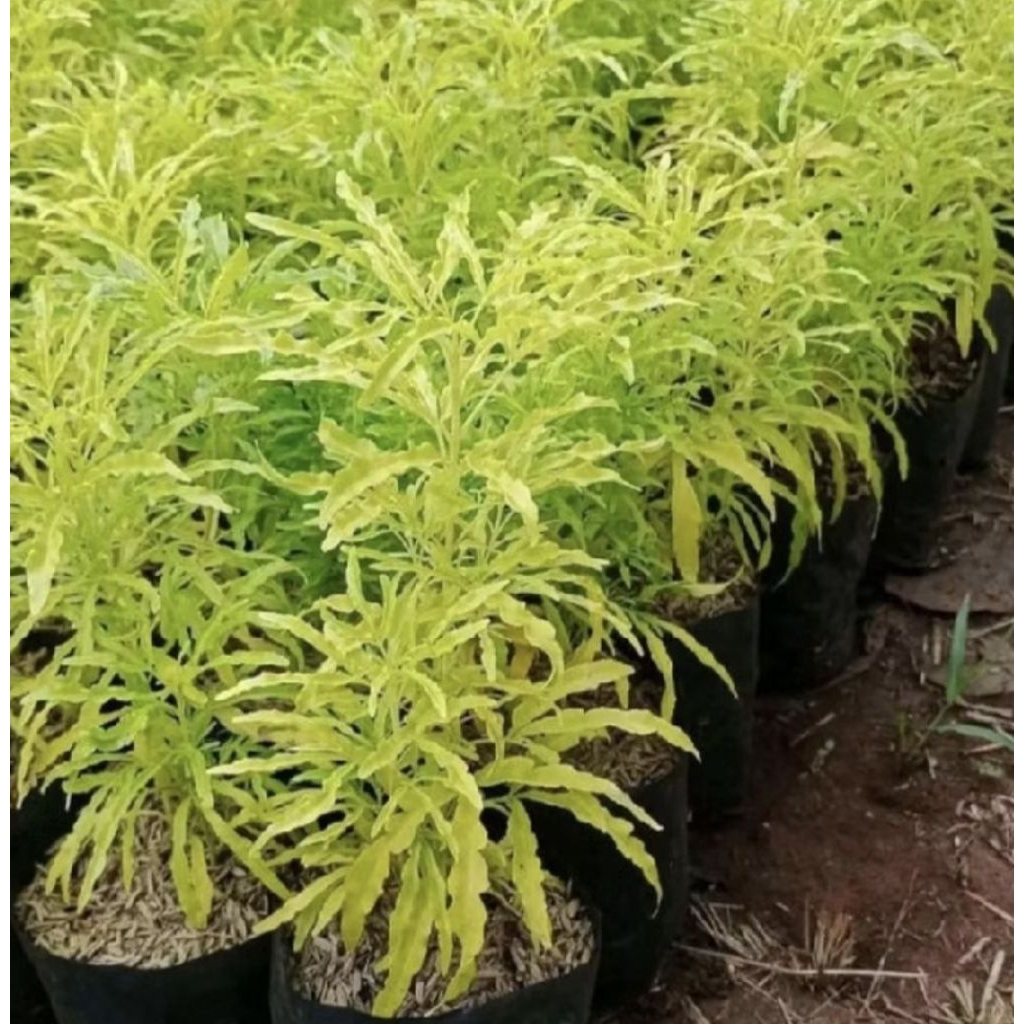 Pohon Brokoli Kuning/ Tanaman Brokoli Kuning/ Tanaman Hias Brokoli Kuning/ Pohon Brokoli Kuning Mura