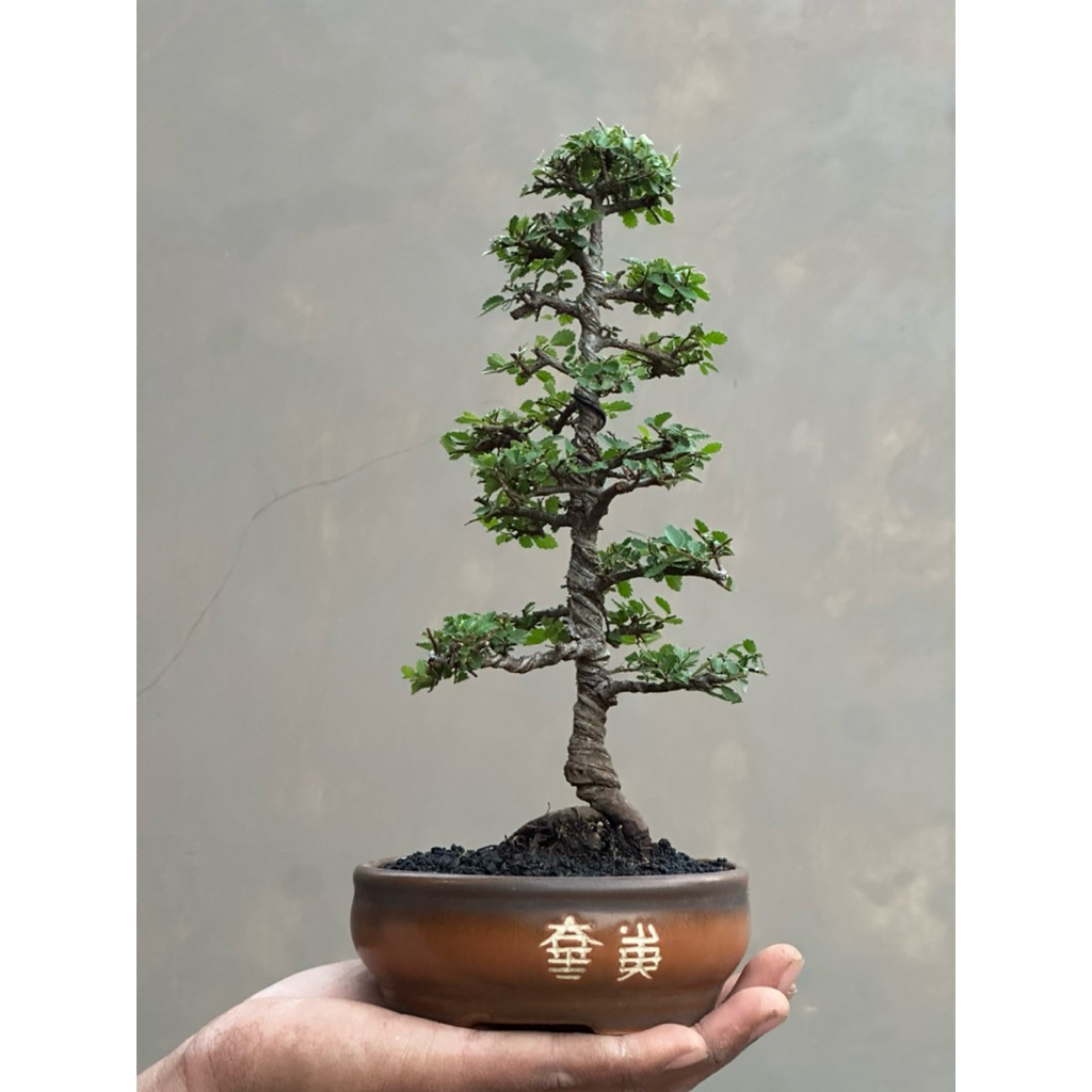 Bonsai Ulmus Super micro gaya chokkan