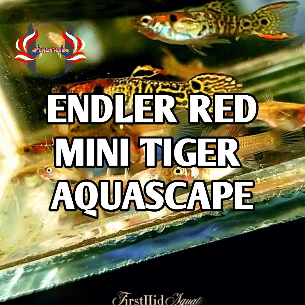 (1 P) ENDLER Red Mini Tiger aksesoris akuarium aquascape terbaru penghias kolam ruangan hybrid guppy