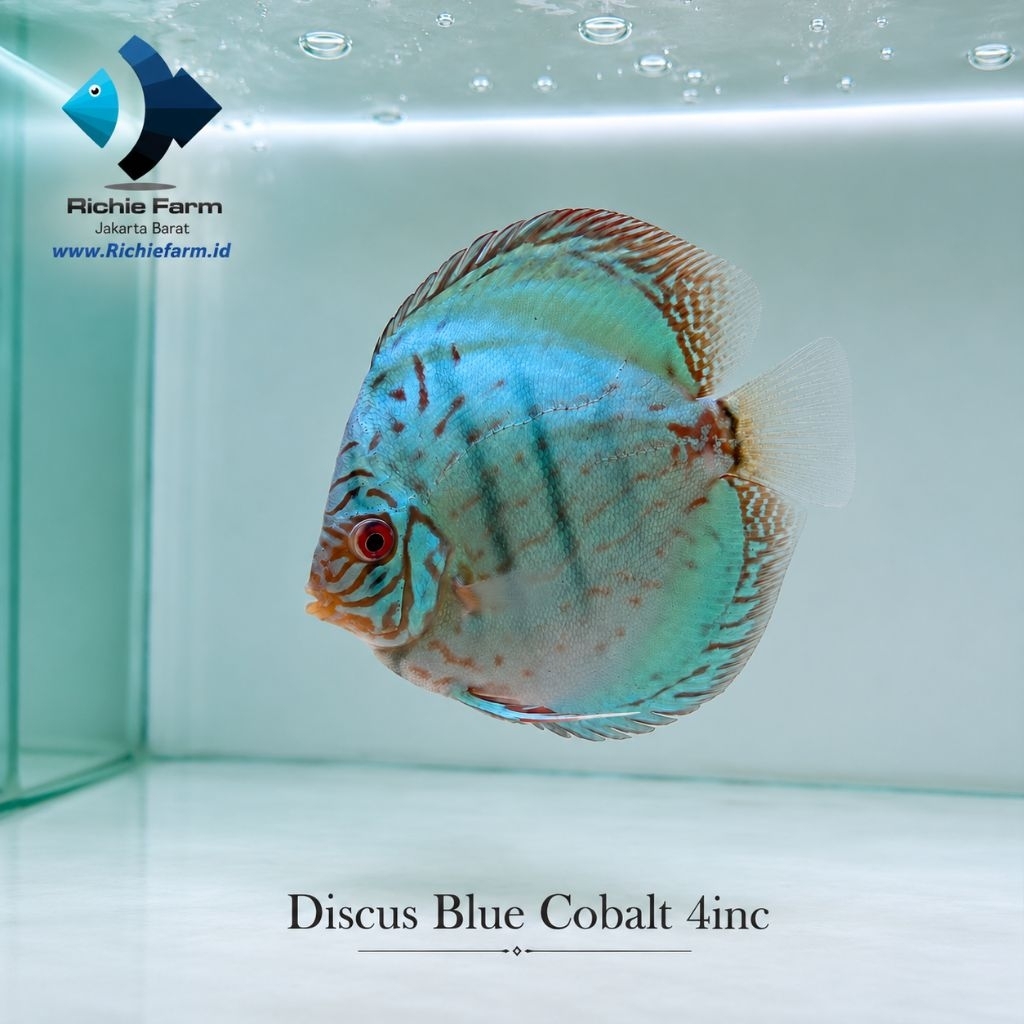 Discus Blue cobalt 4 inc