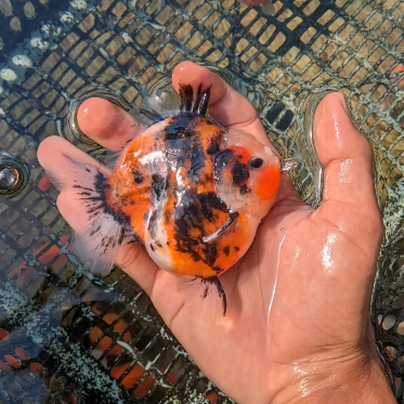 Mas koki Oranda pancawarna josss jiss siap berangkat