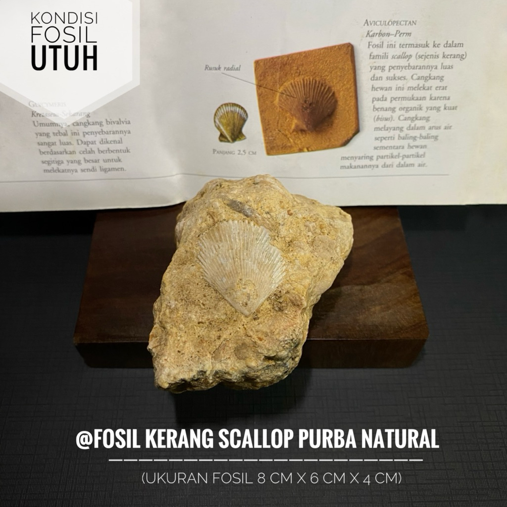 Fosil Kerang Scallop Purba Natural B47 atau Fossil Shell atau Fosil Kijing Temuan atau Fosil Keong a