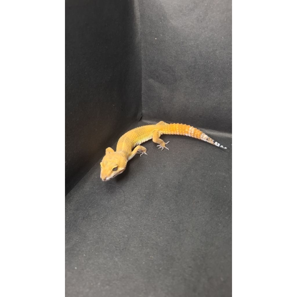 Leopard Gecko Female - SHTCTB Dark Line ph Tremper - Usia Juve Betina Sehat HG033