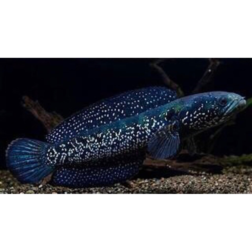 Channa Asiatica WS Full Mutiara Size 10-12Cm