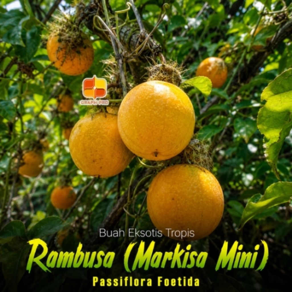 Rambusa/Markisa Mini Tropical Fruit