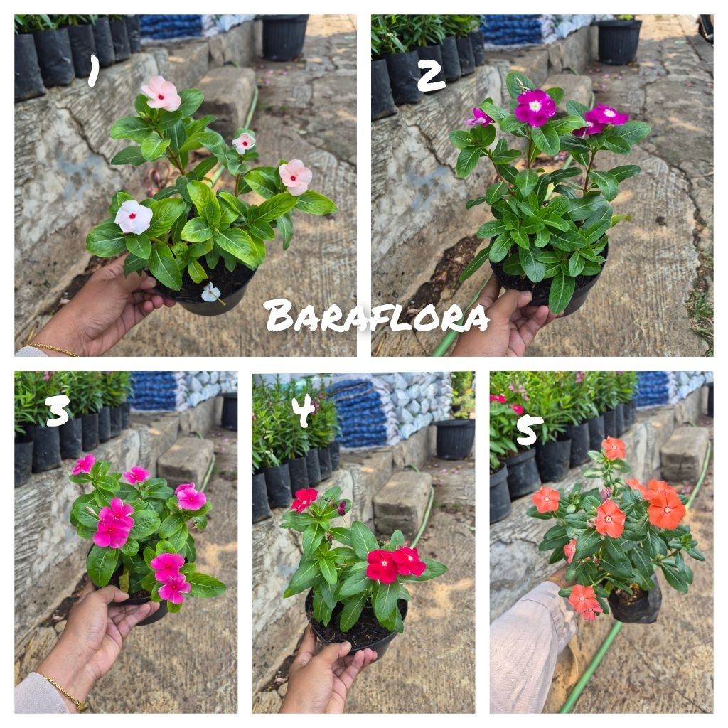 tanaman hias bunga vinca + pot hitam