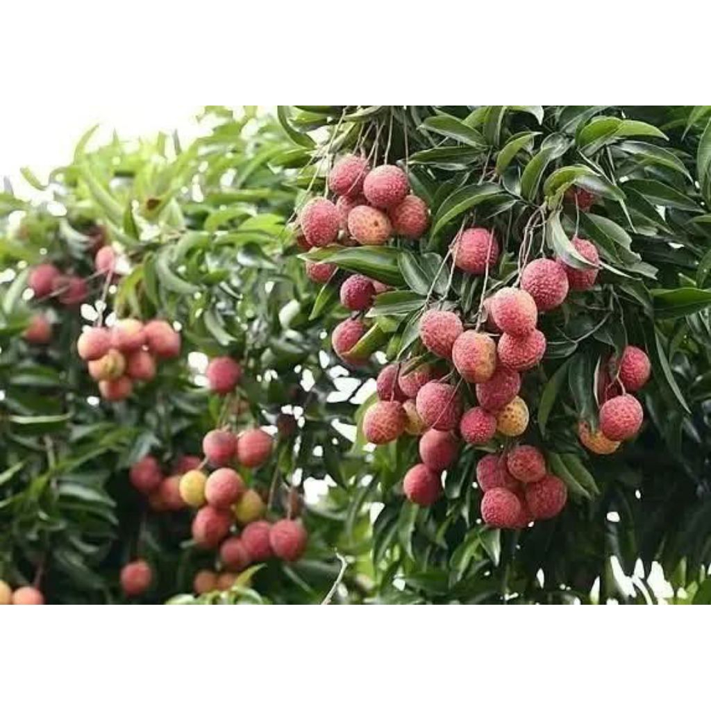 CANGKOK POHON BUAH LECI