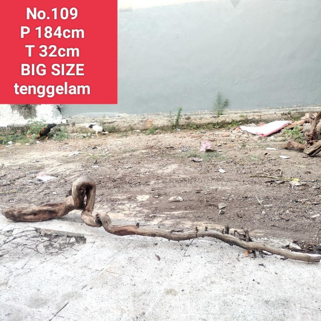 kayu Santigi laut akar santigi laut dekorasi aquascape akuarium 109