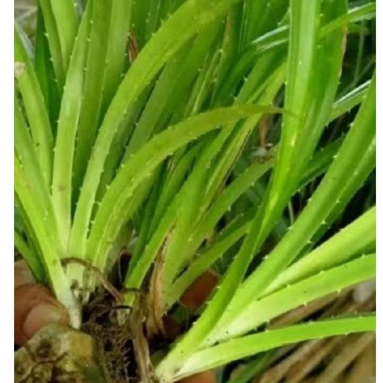 BIBIT PANDAN DURI
