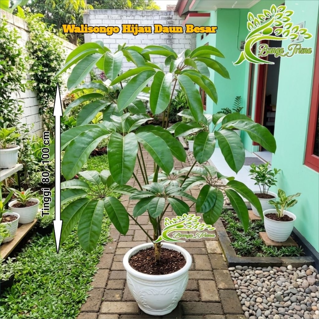 Tanaman Hias Pohon Walisongo Hijau Daun Lebar Besar + Pot Putih 80cm-100cm / Pohon Walisongo rimbun 