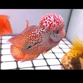 Burayak Louhan King Kamfa F2 Super Red - Ukuran 3-5cm, Warna Merah Elegan, Siap Beradaptasi