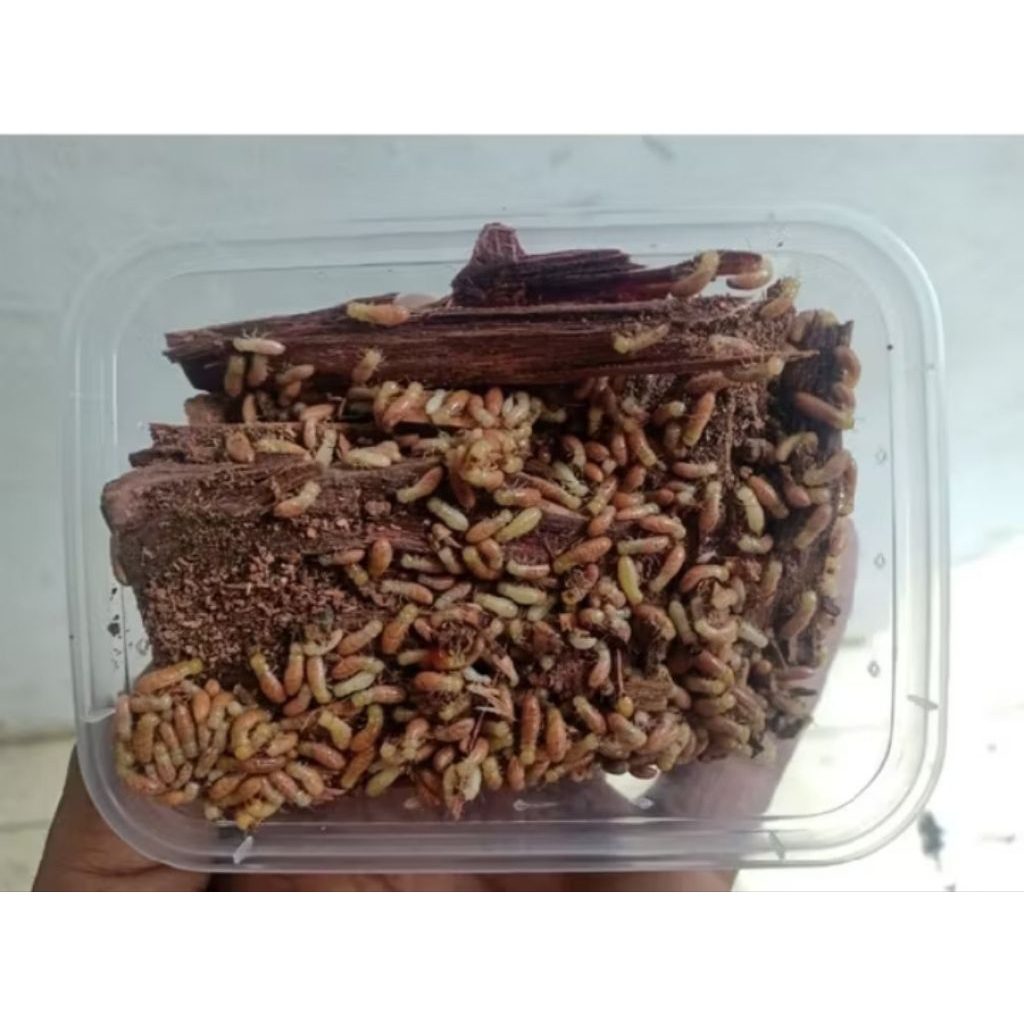 poa,pua,rengas,umpan,tawes,gacor