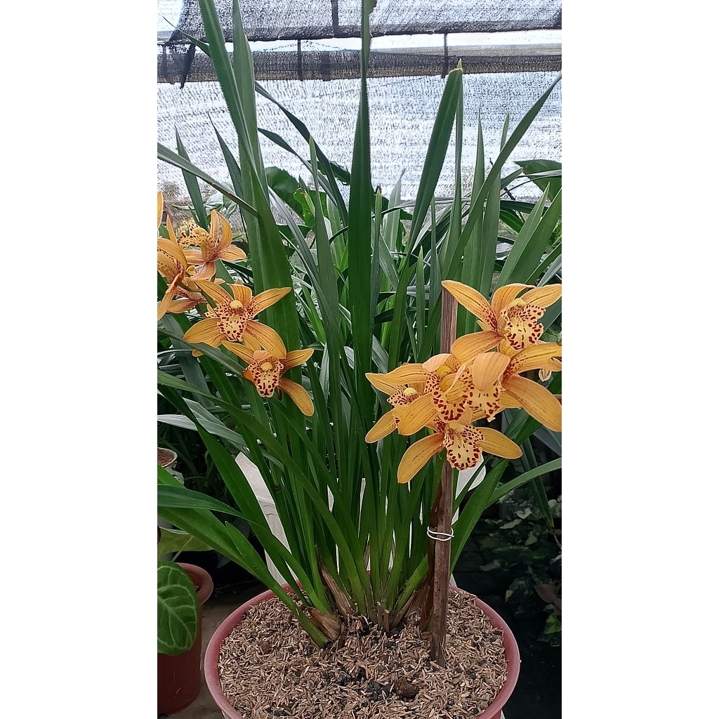 Anggrek tanah Cymbidium Chen's Ruby - bunga harum - anggrek tanah - Tidak spike - isi 5 bulb
