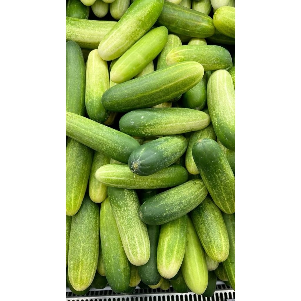 [PREMIUM] TIMUN LALAP TIMUN SAYUR TIMUN ACAR 1KG SEGAR