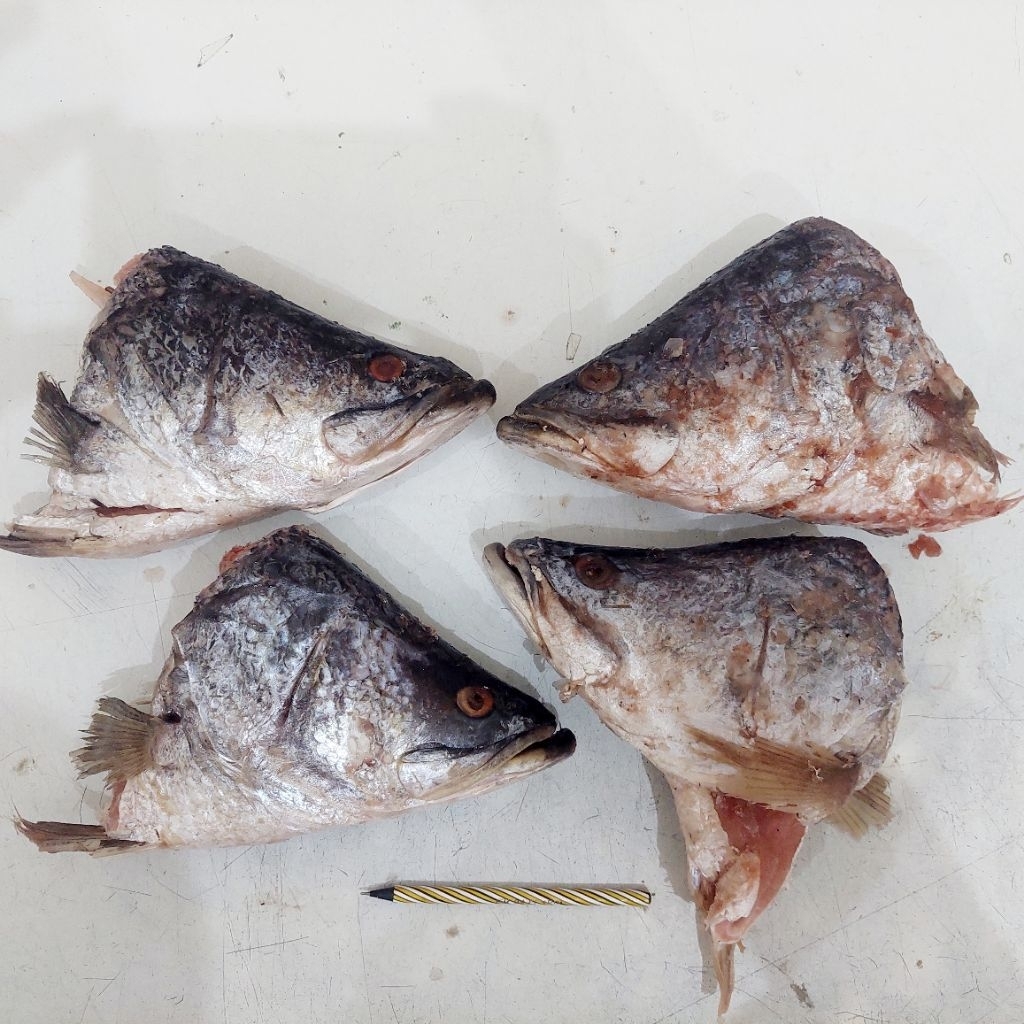 Kepala Ikan Kakap Putih / Baramundi