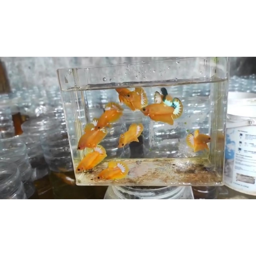 Yellow Hellboy Startail