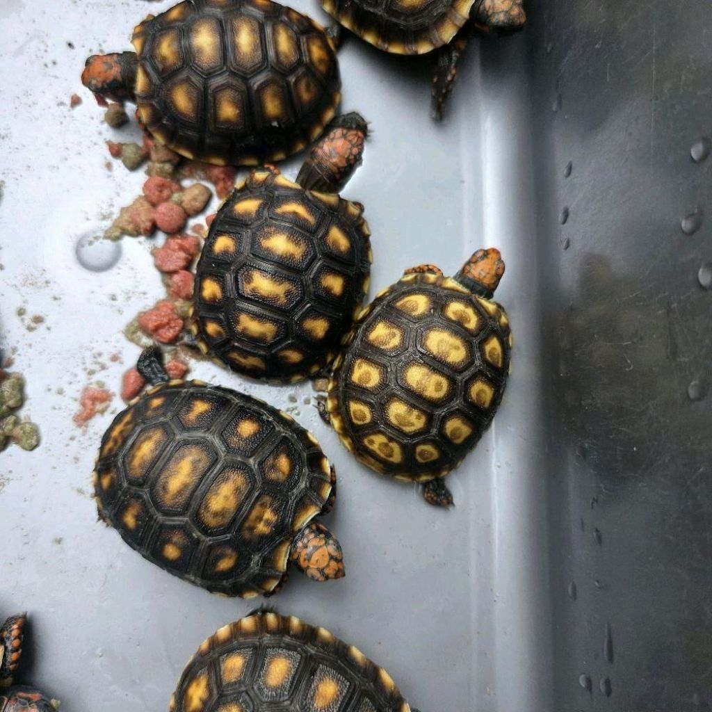 Cherry Head Tortoise/Kura Darat Cherry Head bukan redfoot